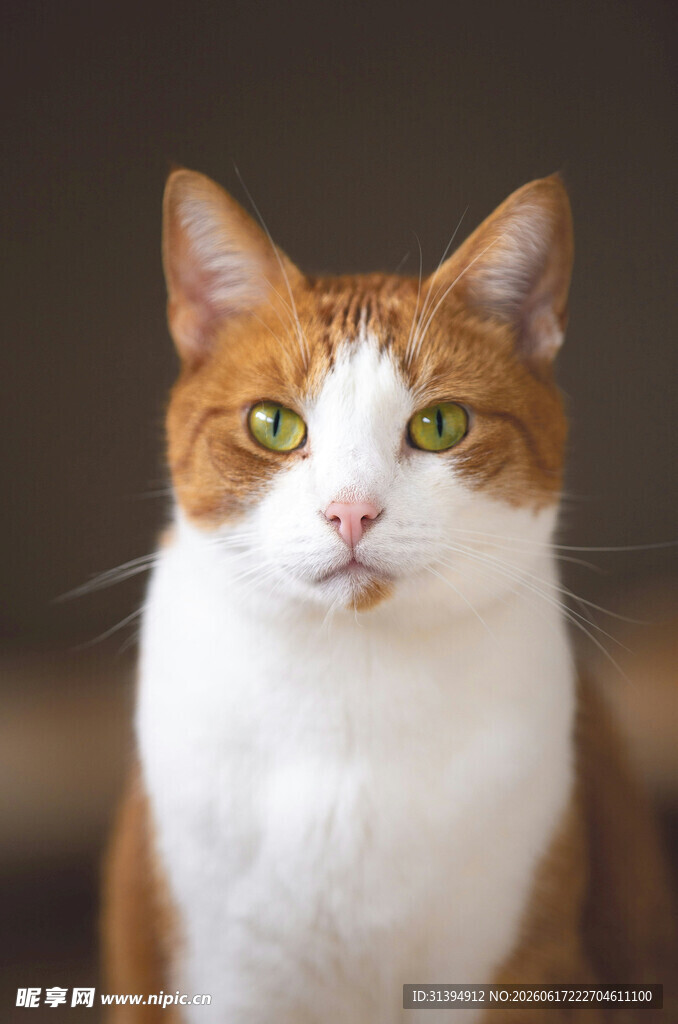 三色花猫的特写