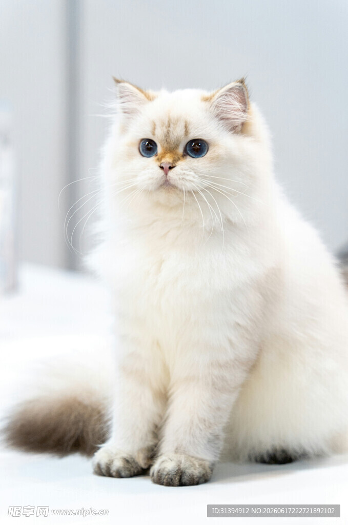 可爱长毛猫端坐
