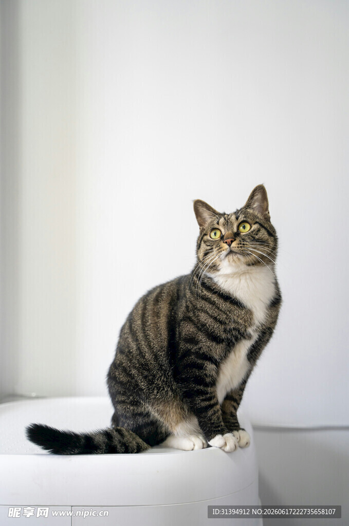 可爱条纹猫端坐