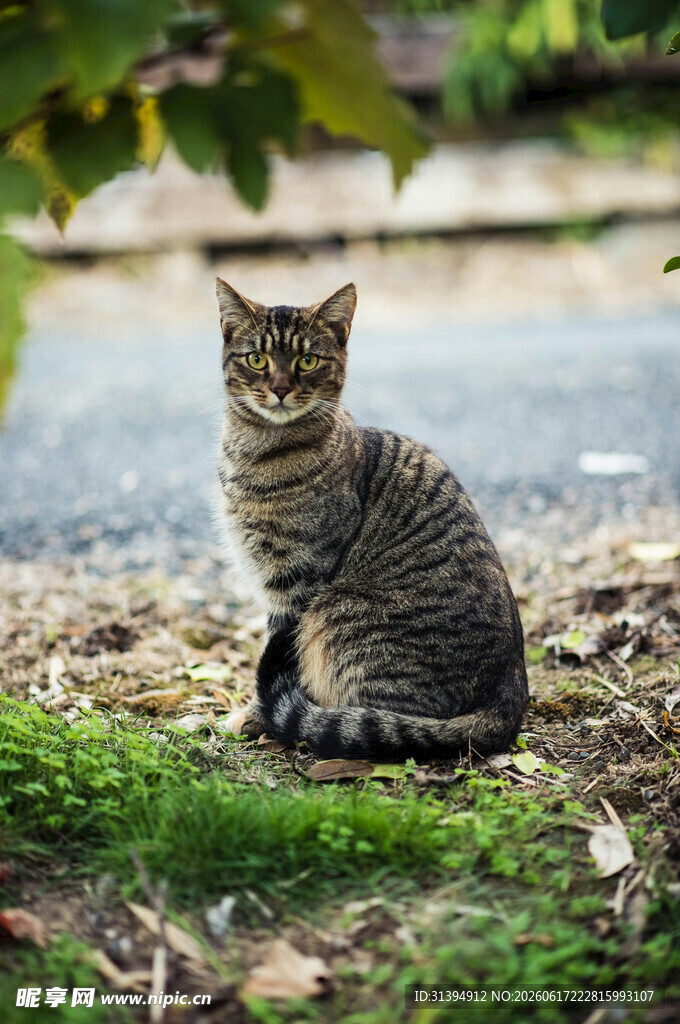 草丛中的可爱小猫咪