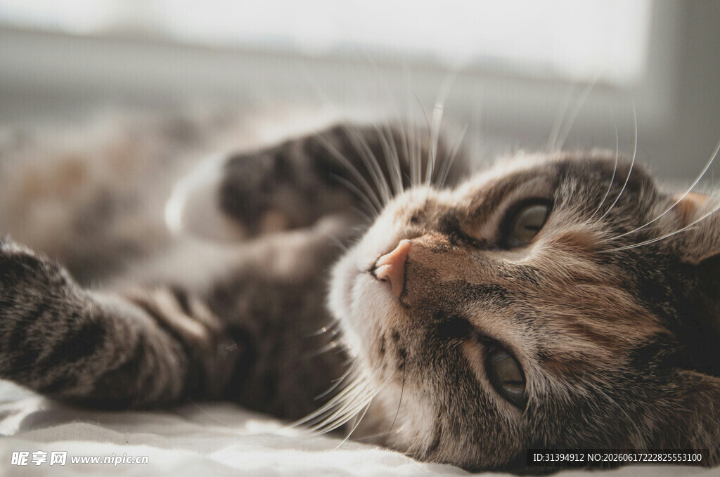 慵懒猫咪惬意躺卧