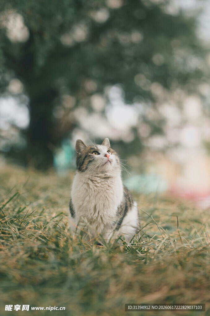 草地上的可爱猫咪