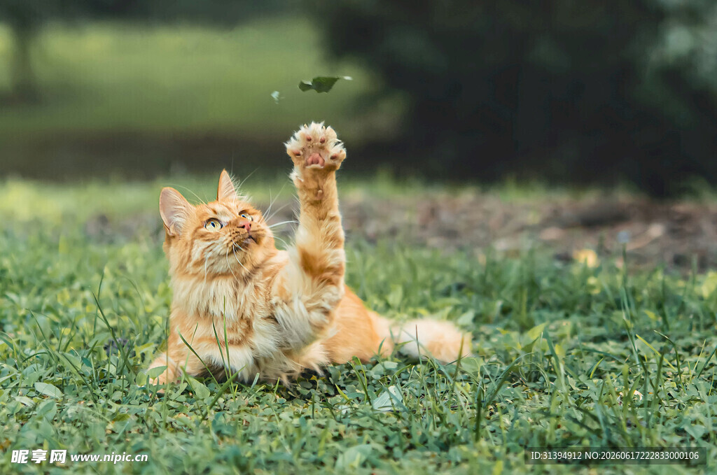 橘猫草地玩耍超可爱