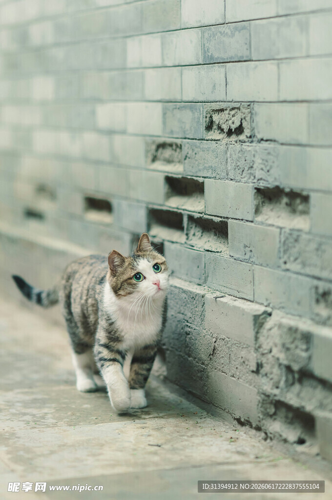 墙边漫步的可爱猫咪