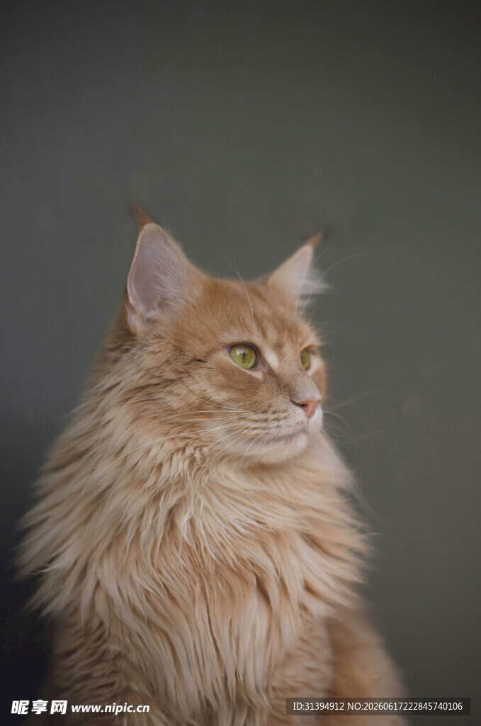 长毛猫咪侧头优雅瞬间