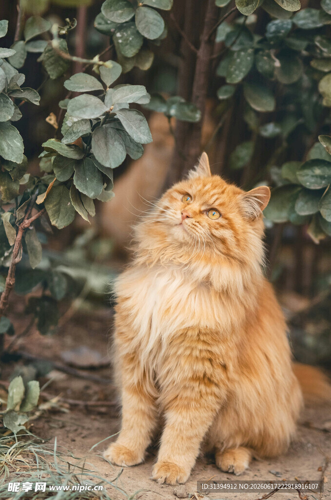 橘色长毛猫于绿植旁静坐