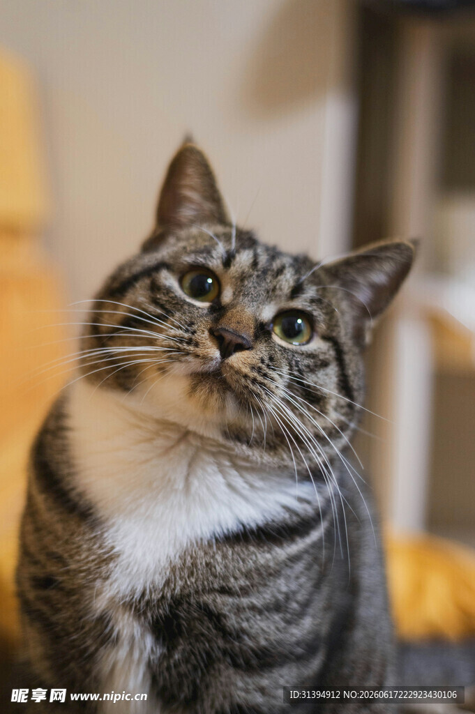 抬头好奇的条纹猫咪