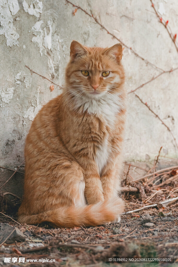 橘猫静坐于斑驳墙下