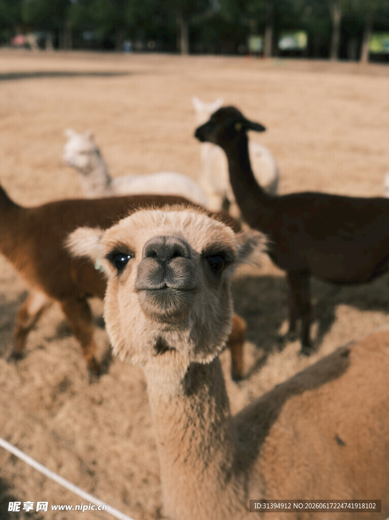 呆萌羊驼在户外