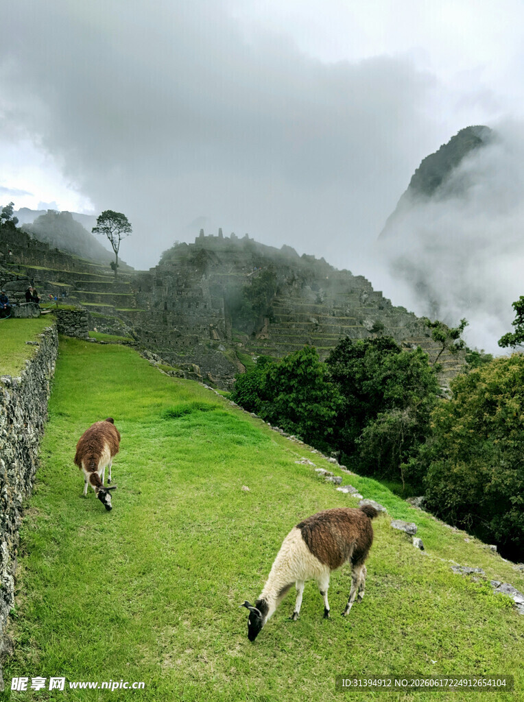 山间草地悠闲吃草的羊群