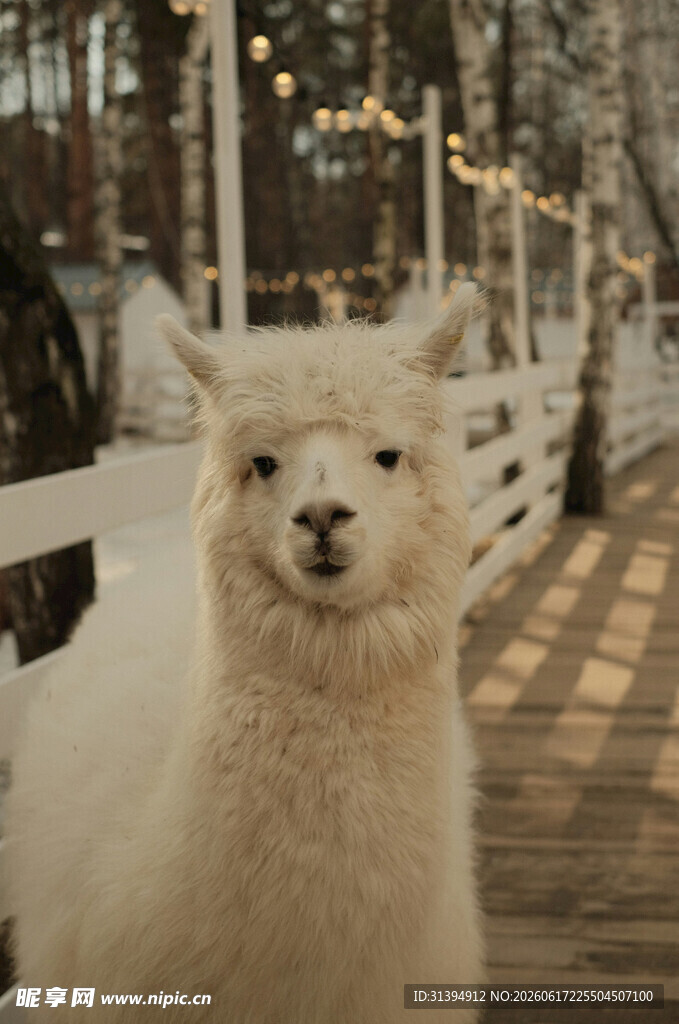 雪地中的可爱白色羊驼