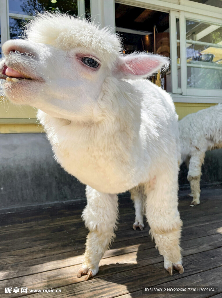 可爱羊驼张嘴微笑