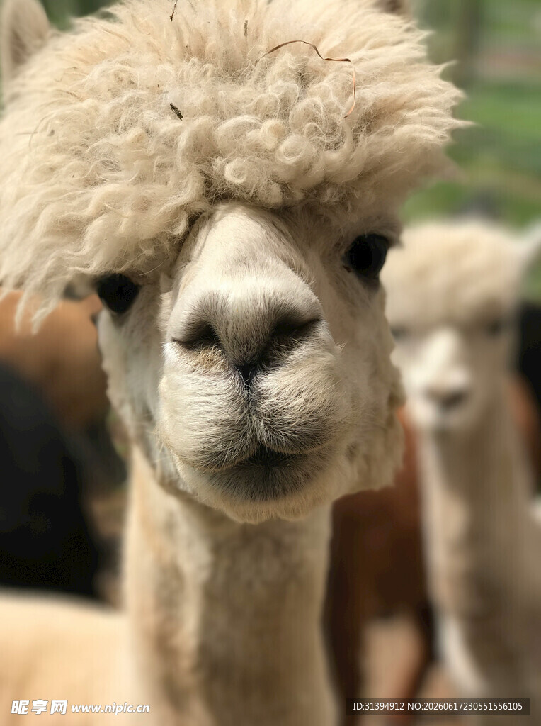 呆萌羊驼特写