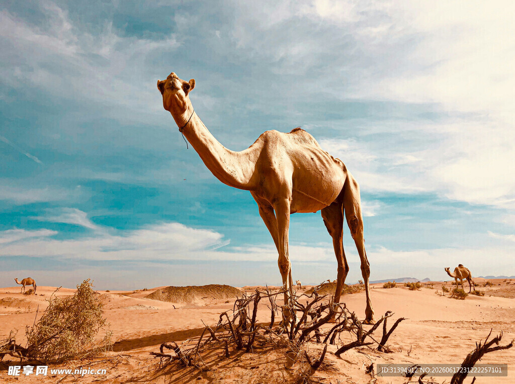 沙漠中的单峰骆驼