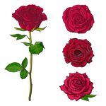 玫瑰花矢量图AI