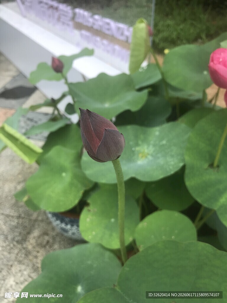 娇艳荷花与绿叶相伴