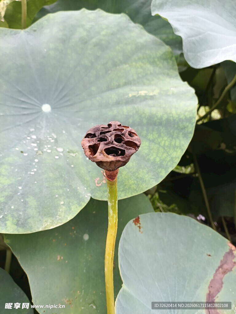 莲蓬挺立在荷叶间