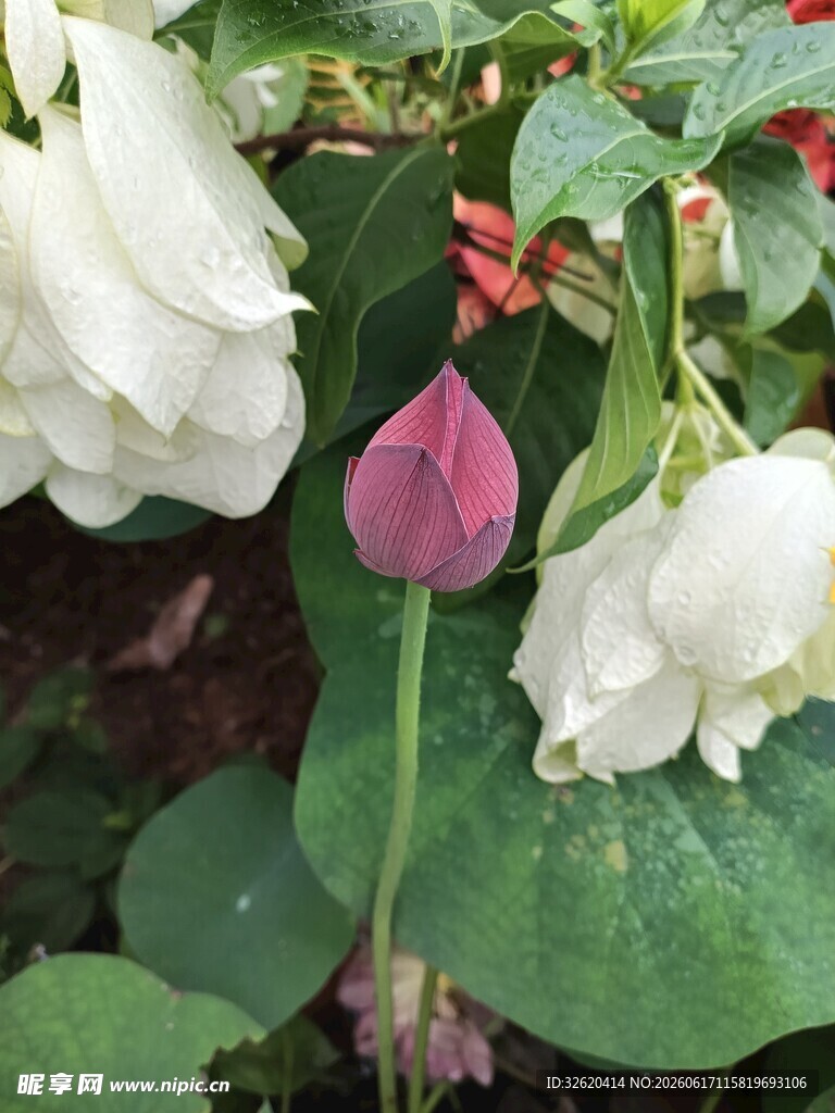 白色荷包牡丹与花苞
