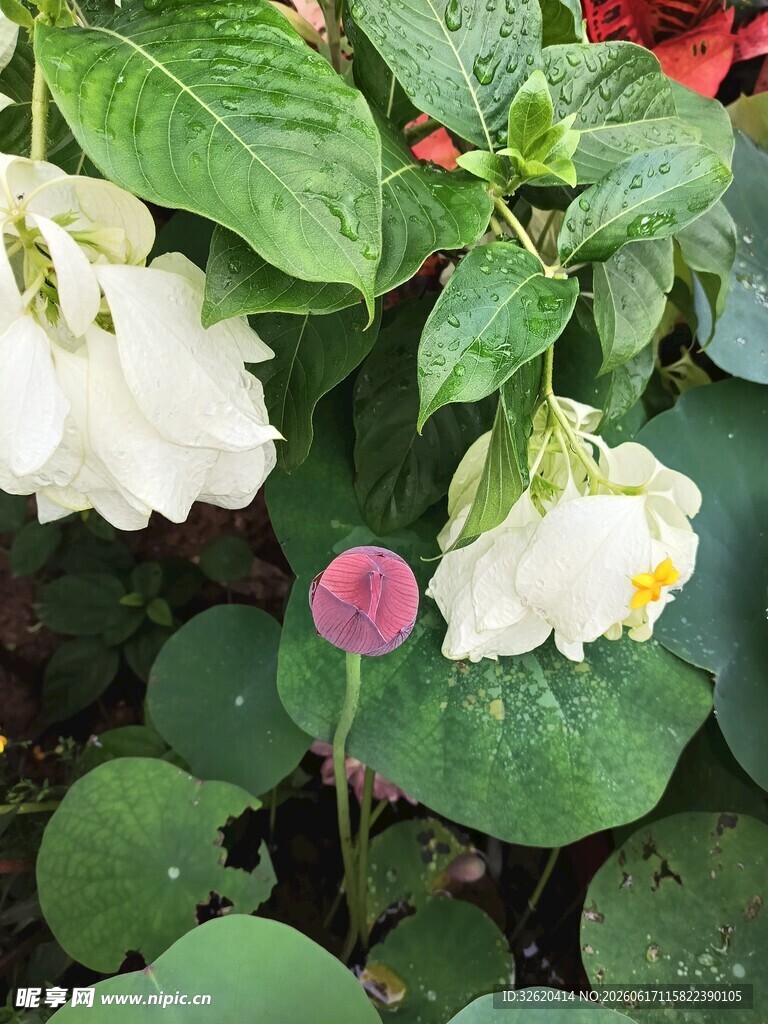 荷花