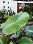 硕大荷叶展于庭院之中
