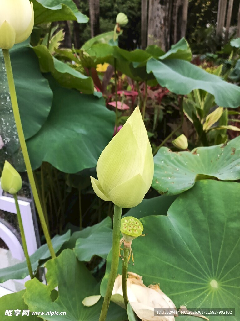 含苞待放的清新荷花