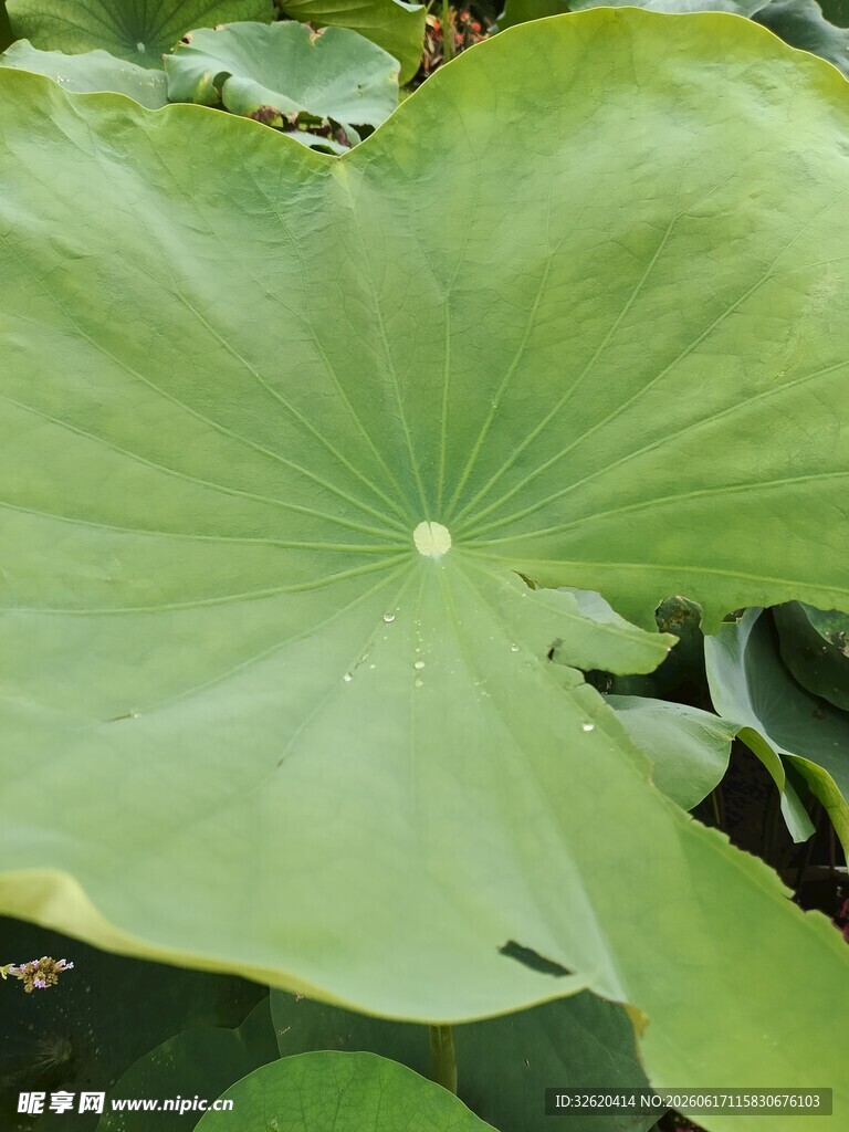 翠绿荷叶