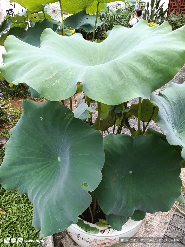 大荷叶盆栽