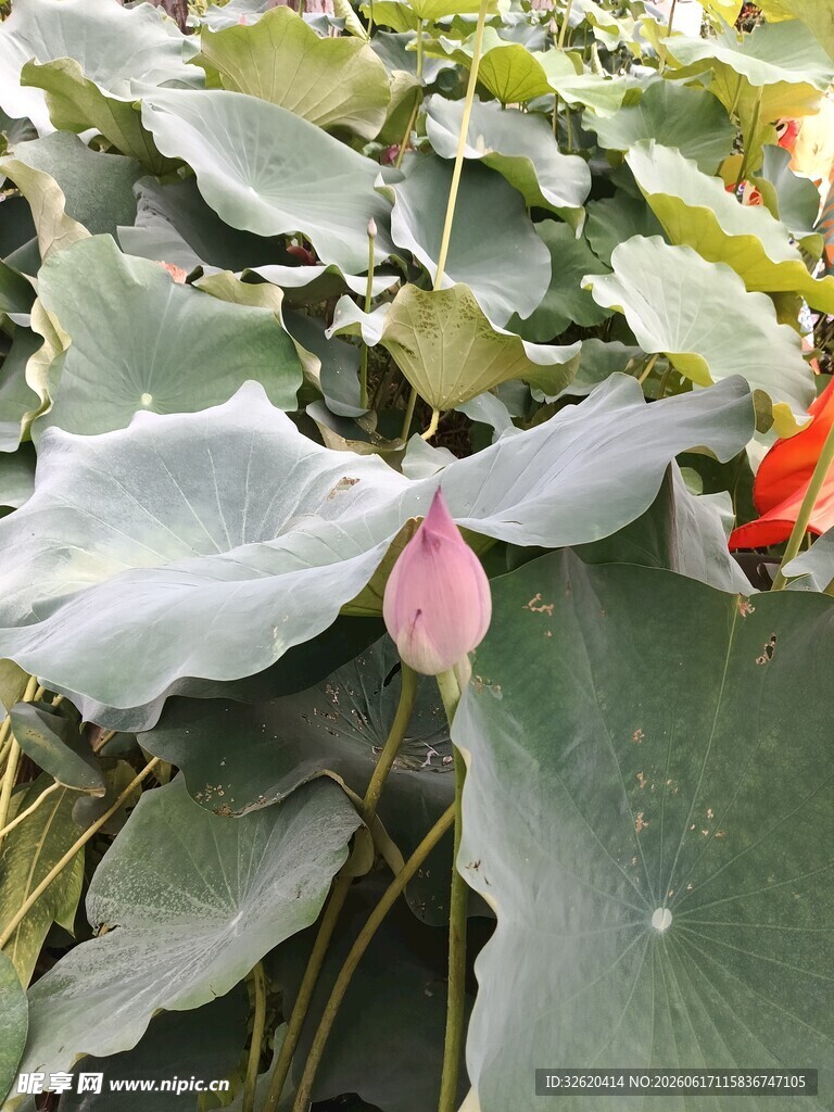 荷花