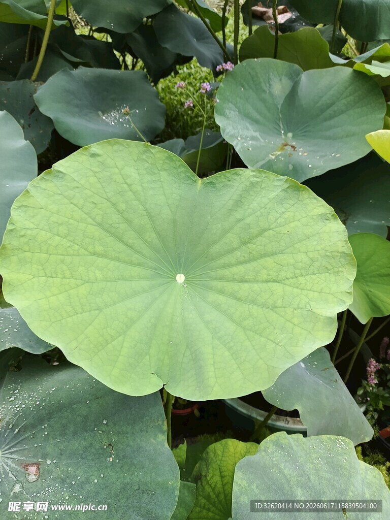 翠绿荷叶特写