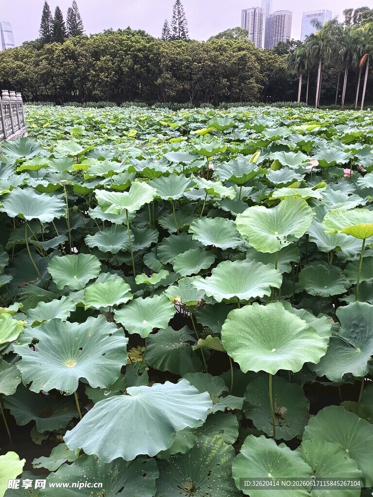 夏日荷塘