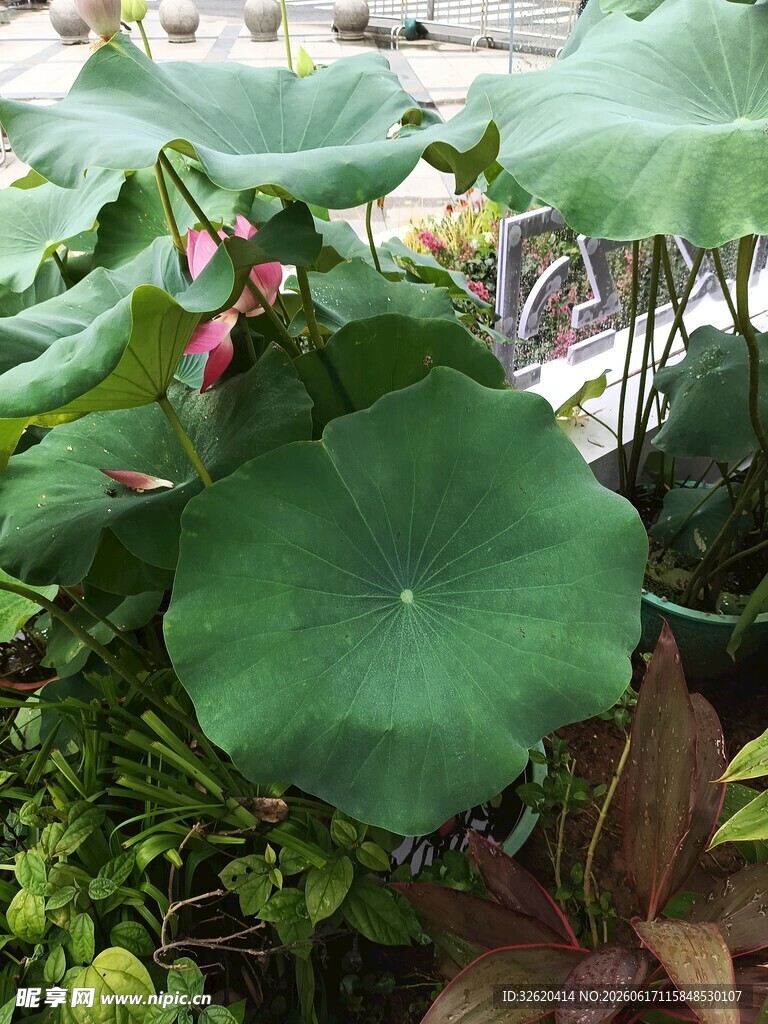 翠绿荷叶与