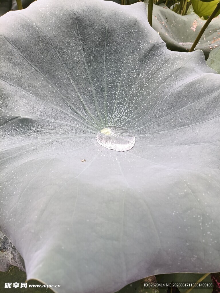 荷叶上的晶莹水珠