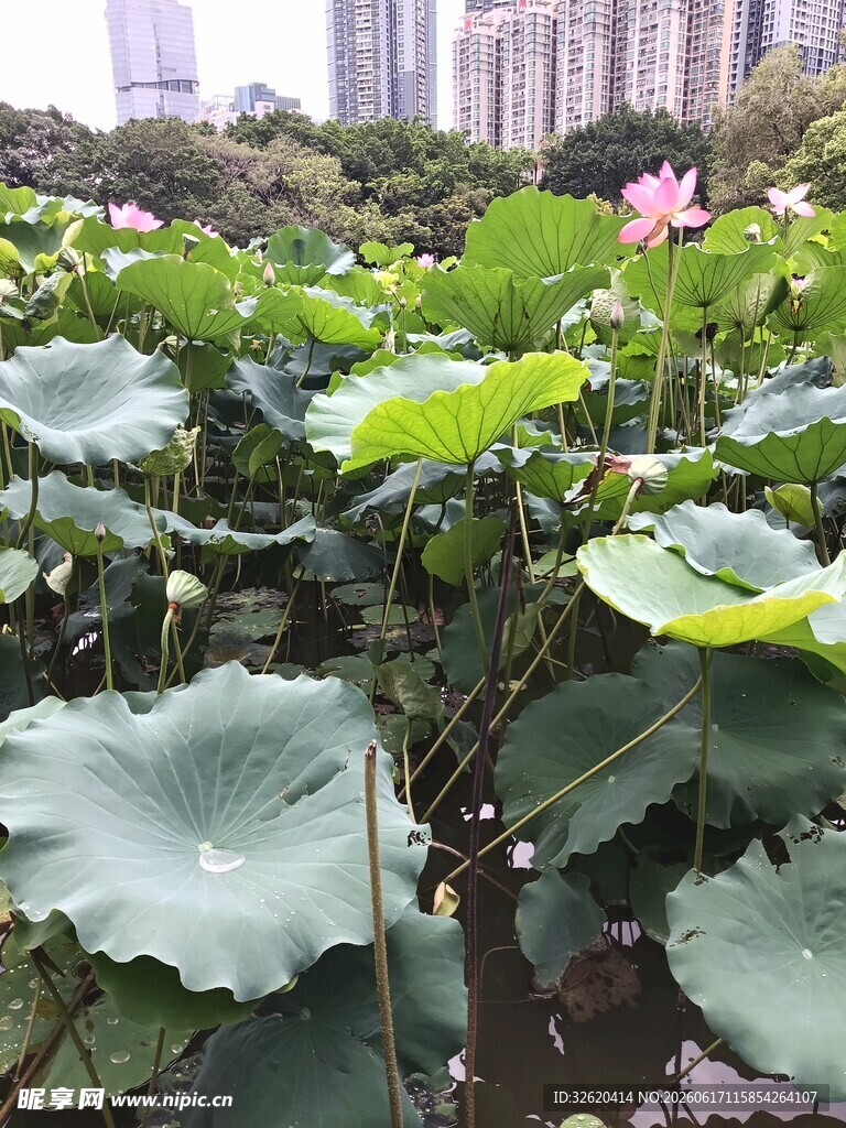 夏日荷塘荷花荷叶美景