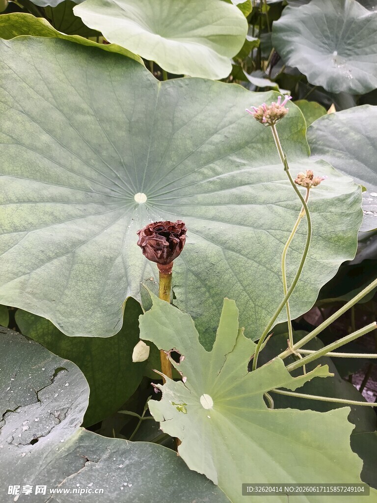 荷叶上的娇艳荷花