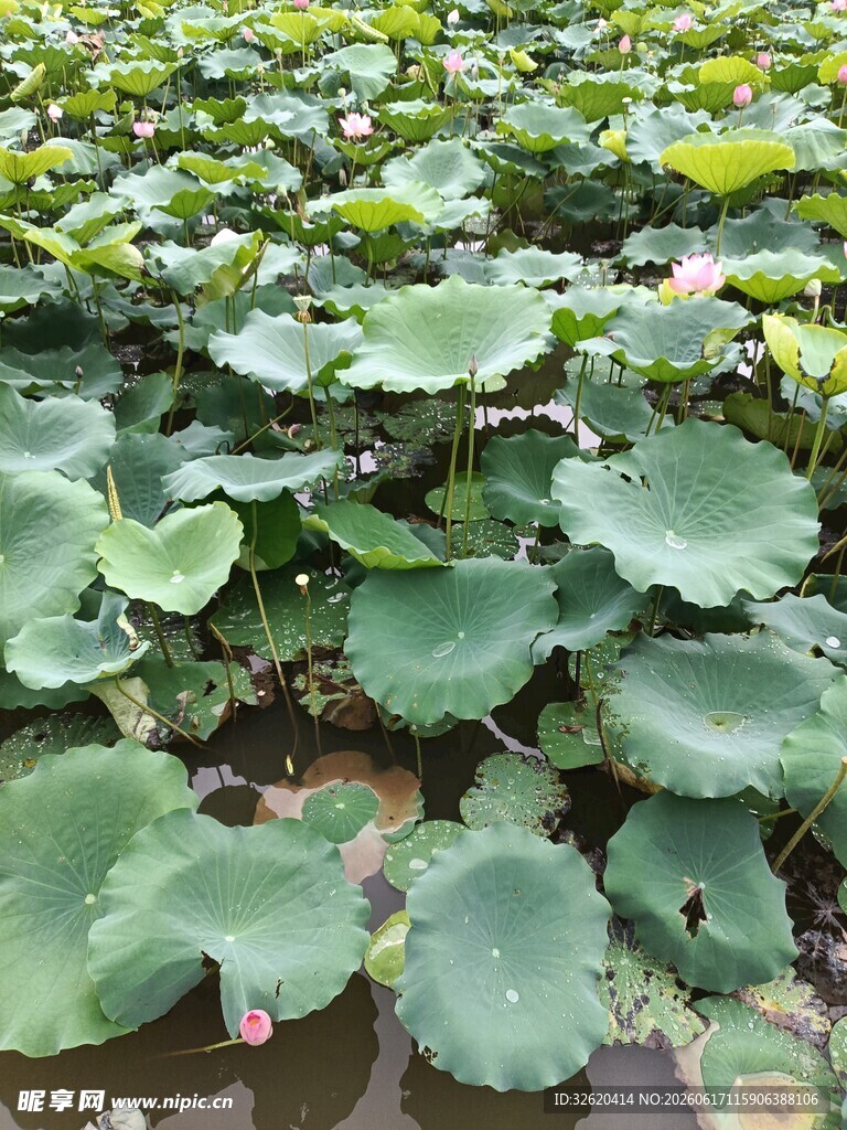 夏日荷塘荷叶碧