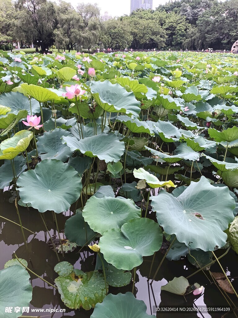 夏日荷塘