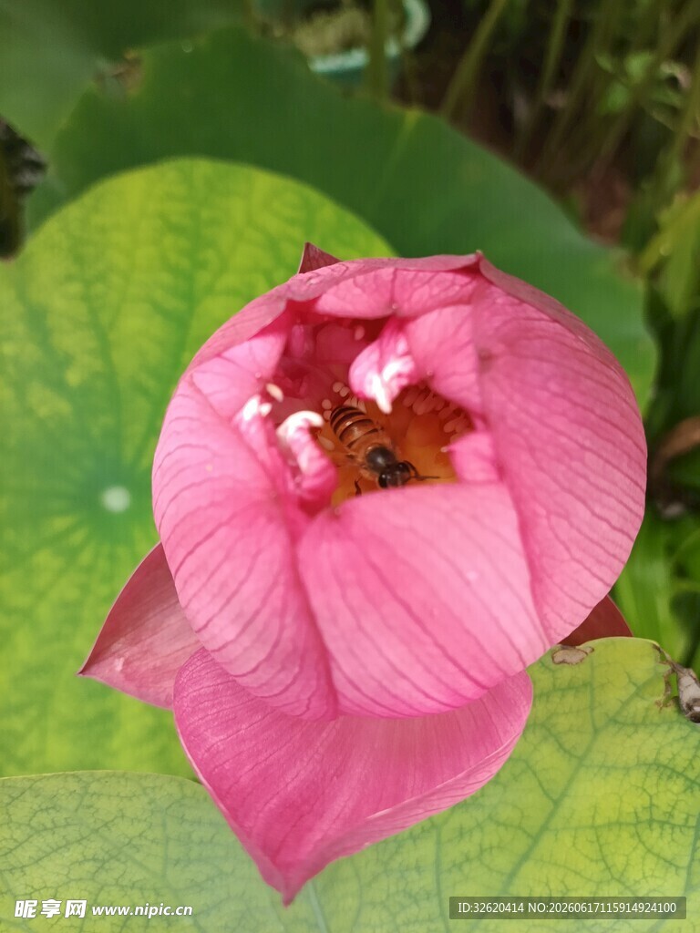 荷花