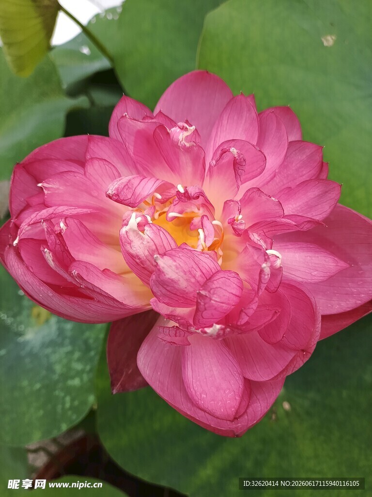 娇艳盛开的粉色荷花