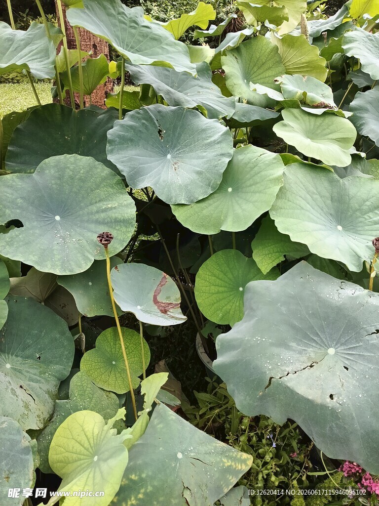 荷叶丛生