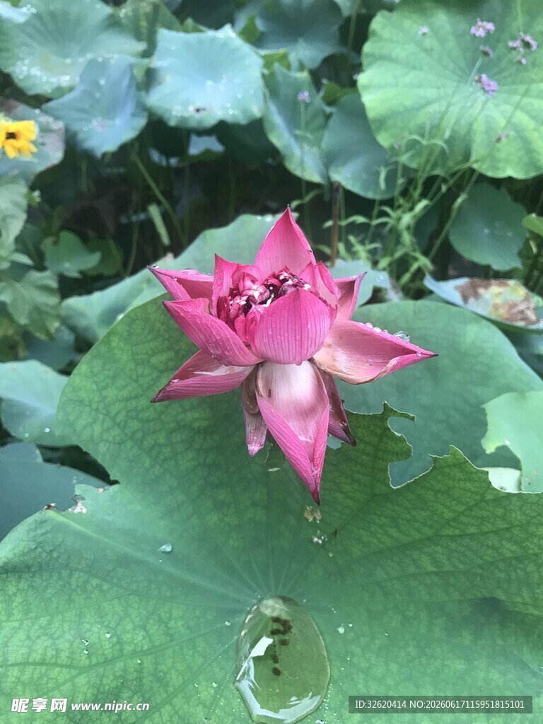 娇艳绽放的粉色荷花