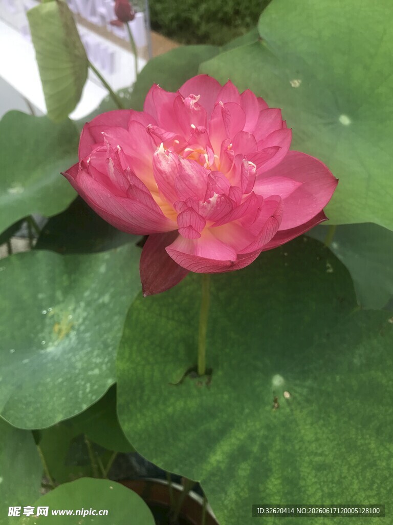 娇艳盛开的粉色荷花