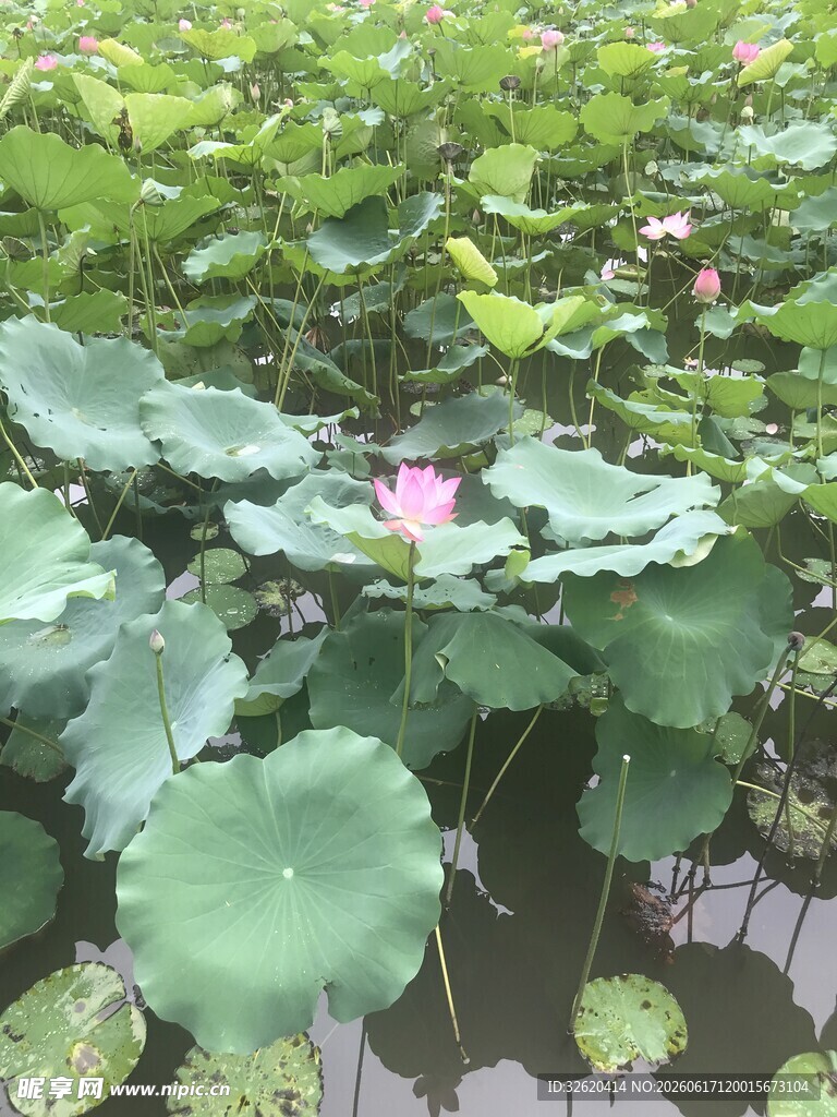 荷塘中的粉色荷花与荷叶