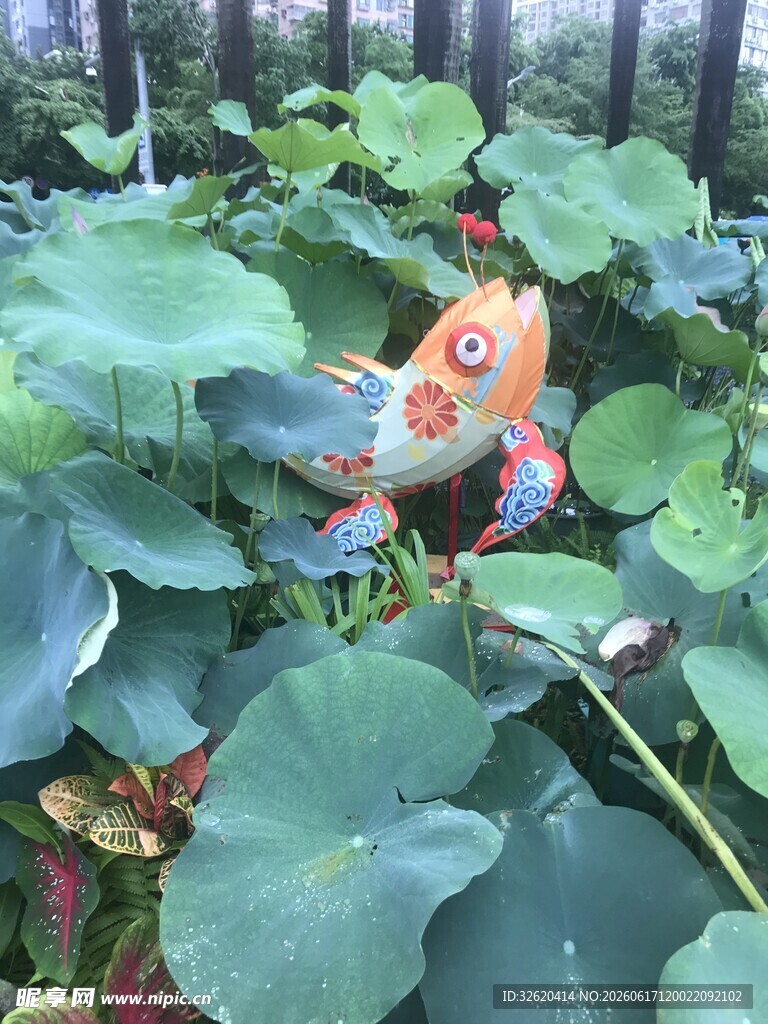 荷叶丛中的彩色小物件