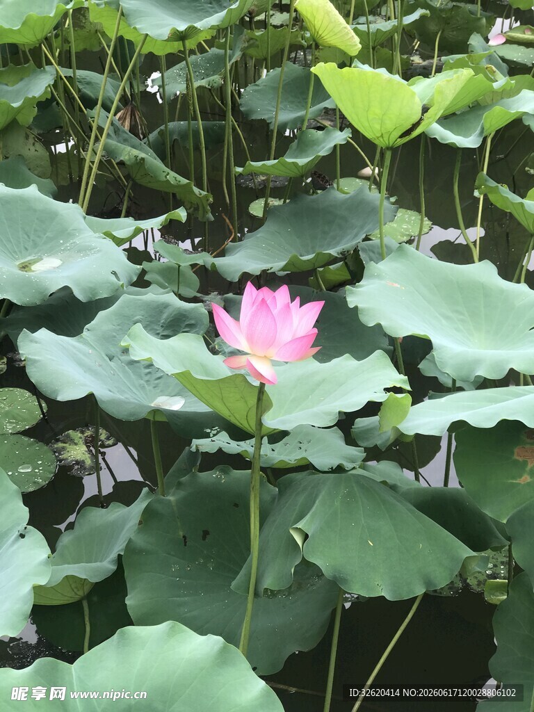 绽放的粉色荷花与荷叶