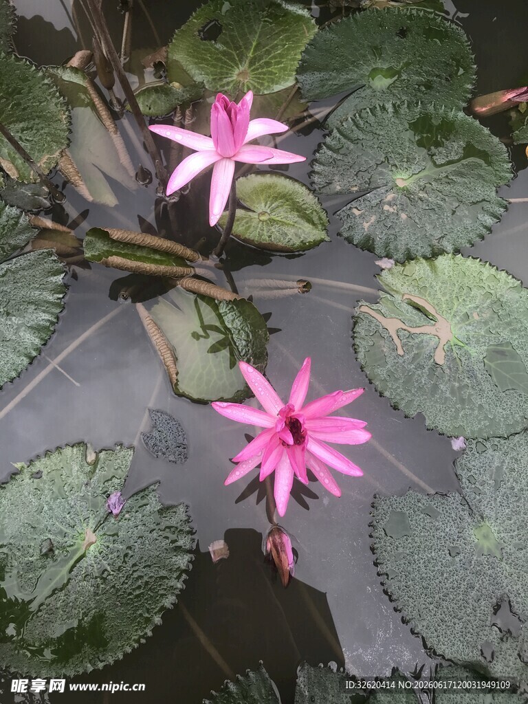 水中绽放的粉色睡莲