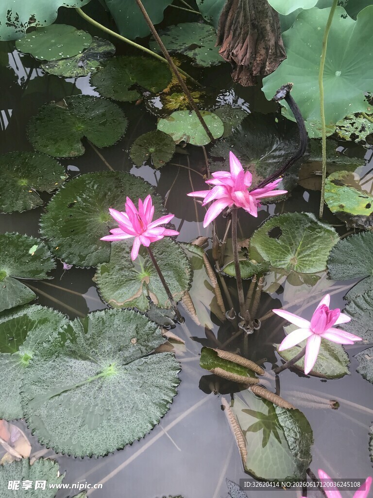 水中绽放的美丽粉色睡莲