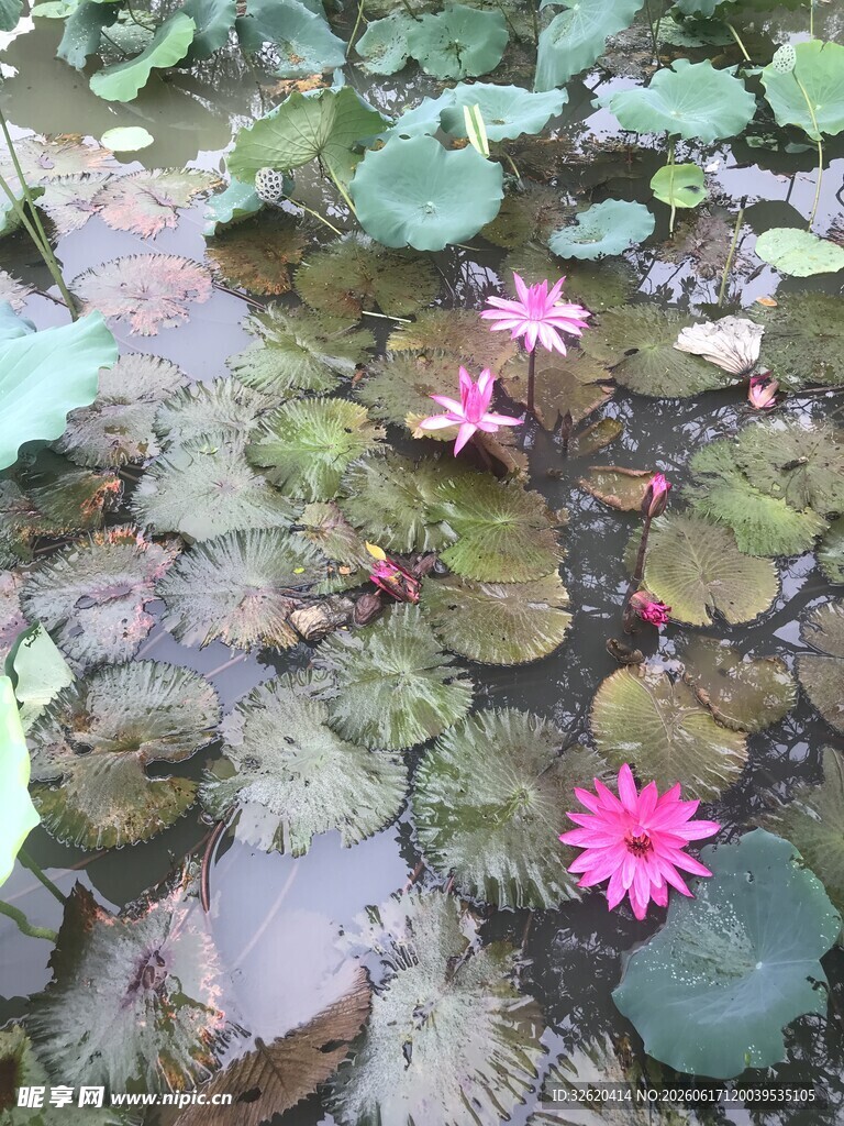 水中绽放的娇艳粉色睡莲
