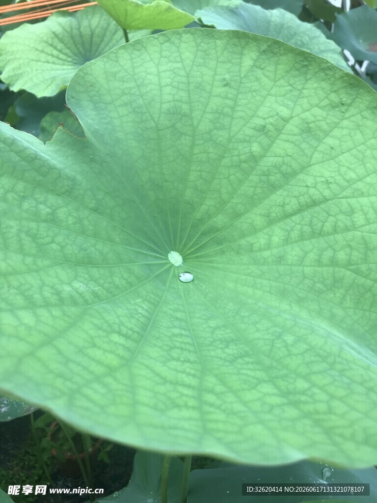 翠绿硕大的荷叶