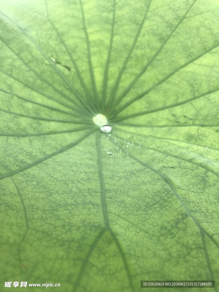 荷叶中心的晶莹水珠
