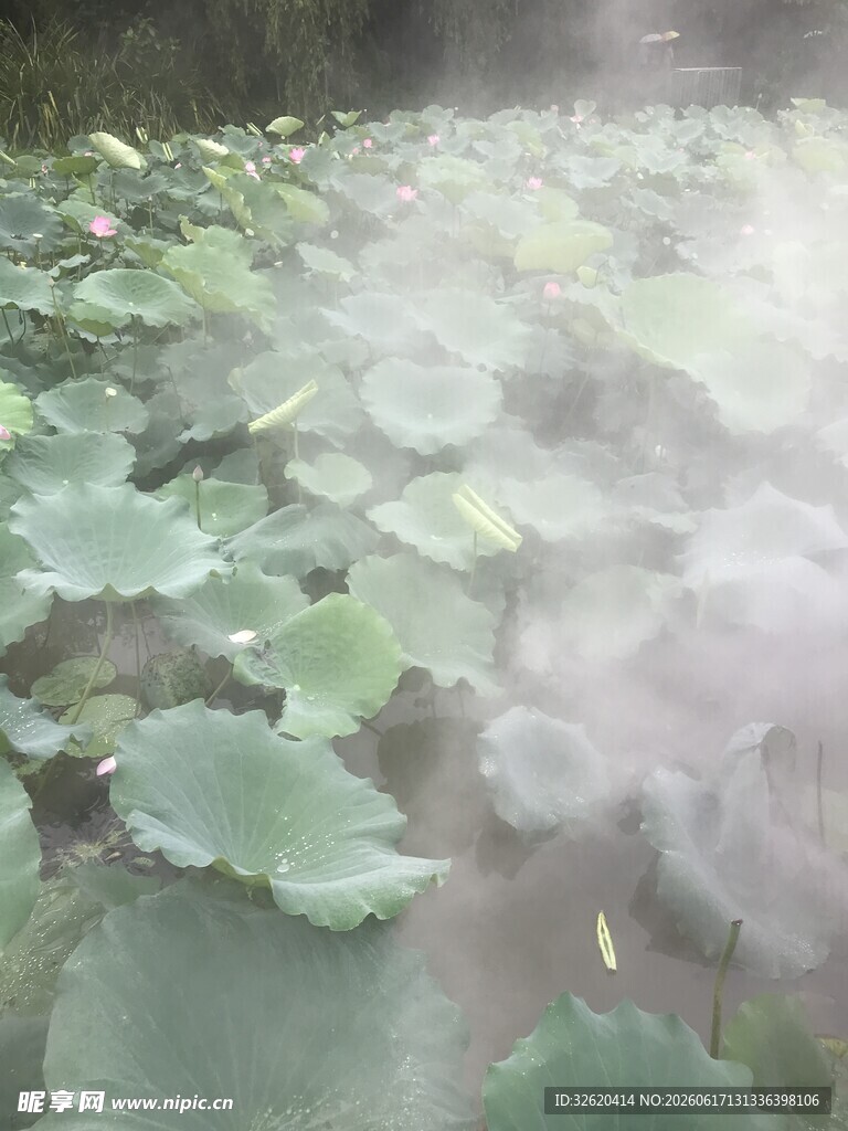 雾中荷叶景
